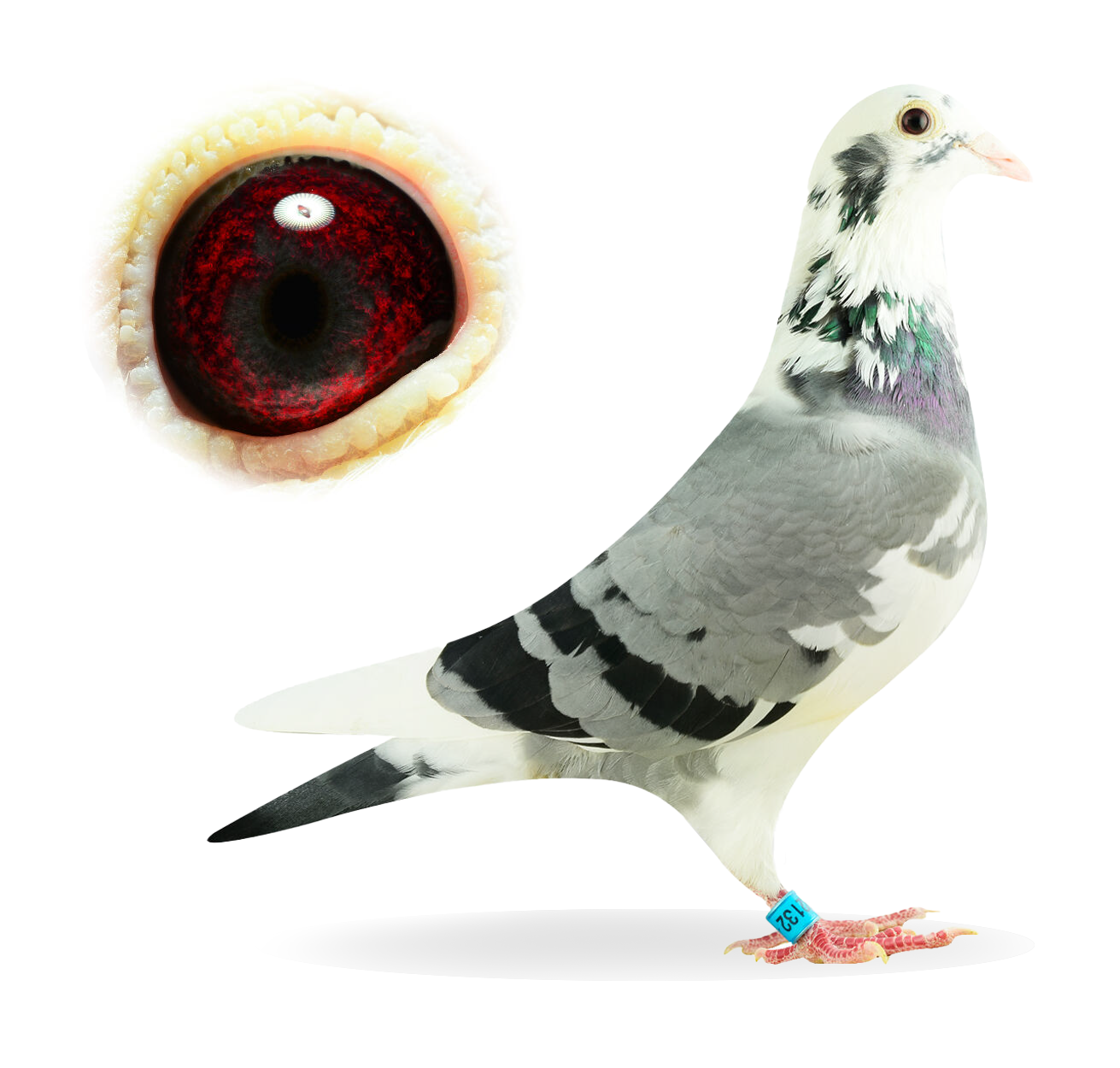 Daughter Porsche x Louise 132 - pigeon - Top Elite Pigeon