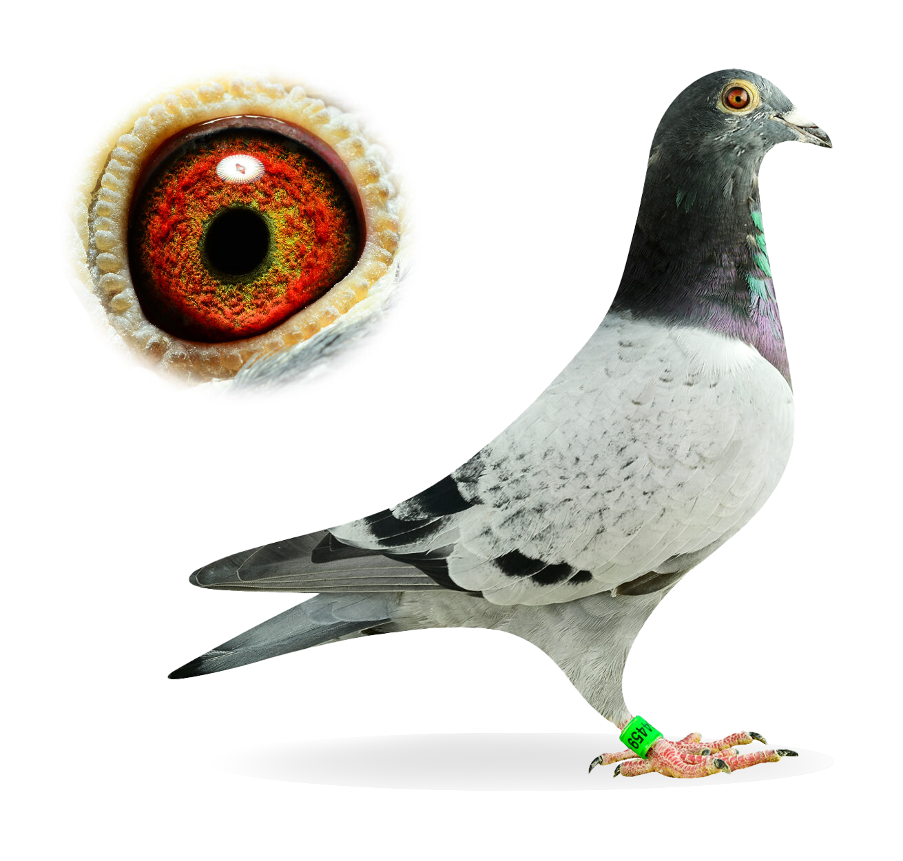 Son Panamera Finn x Dght Porsche 459 - pigeon - Top Elite Pigeon