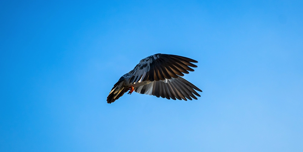 meilleurs pigeons de course - Top Elite Pigeon