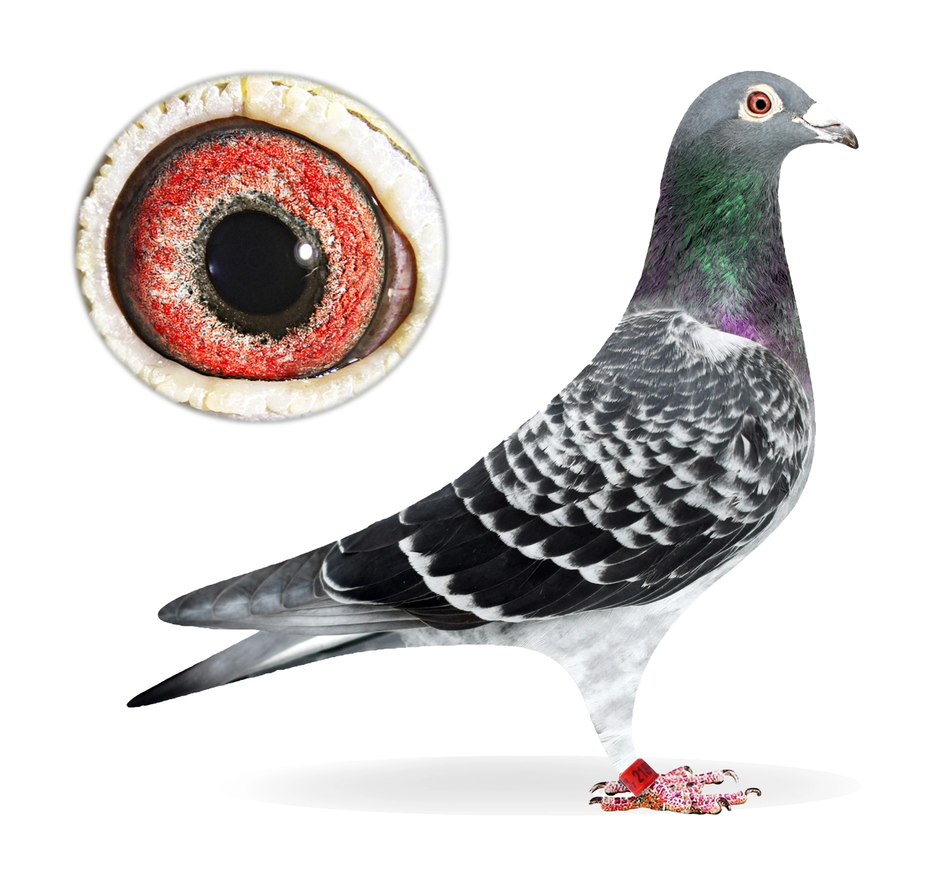 New Rocky 904 - Top Elite Pigeon