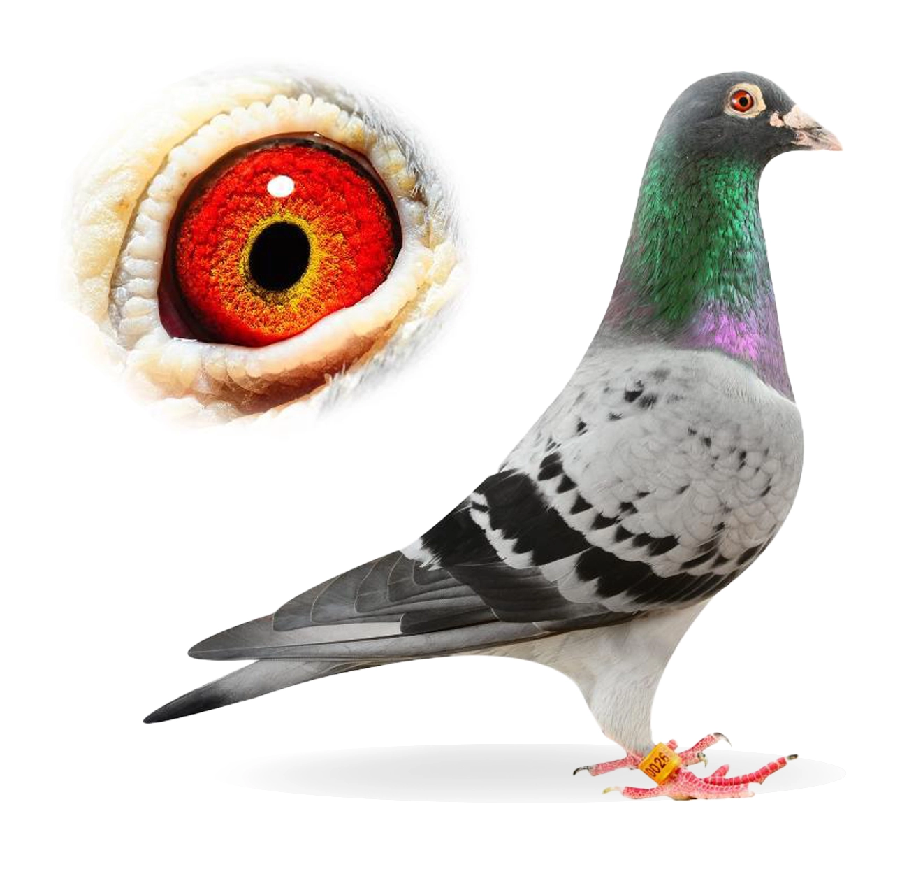 New Turbo - Top Elite Pigeon