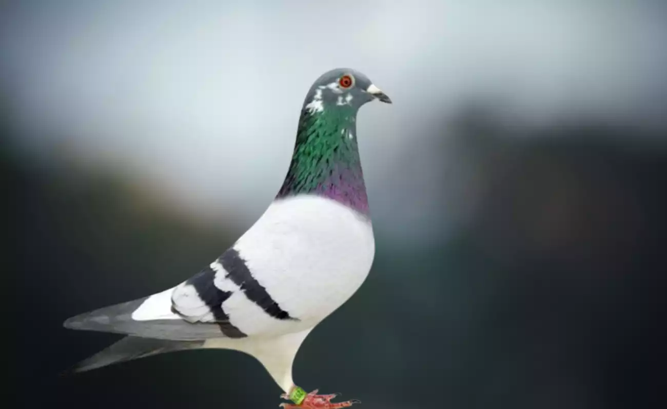 Pigeon de course top élite pigeon Bretagne